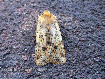 dotted chestnut (Conistra rubiginea) Kenneth Noble